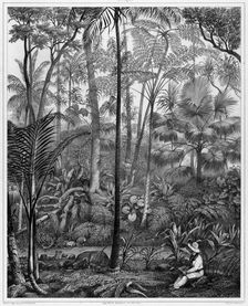 View Taken in the Woods, Bonin Islands, 19th century. Creators: Alexander Postels, Godefroy Engelmann, Louis Jules Federe Villeneuve