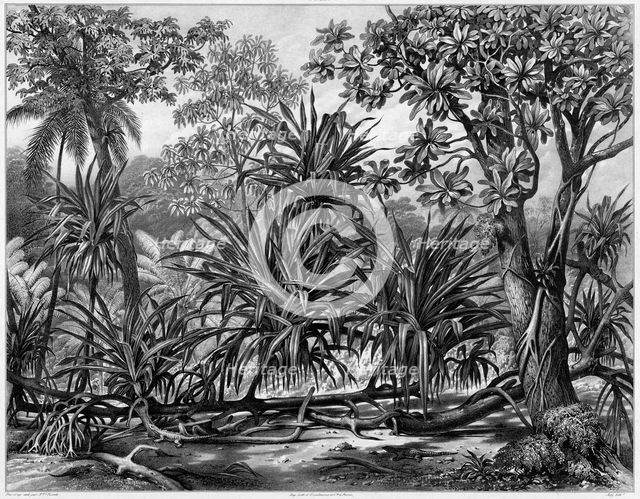 View Taken in the Woods, Guam Island, Mariana Islands, 19th century. Creators: Alexander Postels, Godefroy Engelmann, Alexis Victor Joly.