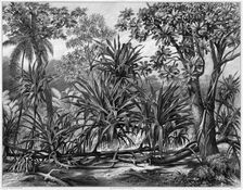 View Taken in the Woods, Guam Island, Mariana Islands, 19th century. Creators: Alexander Postels, Godefroy Engelmann, Alexis Victor Joly