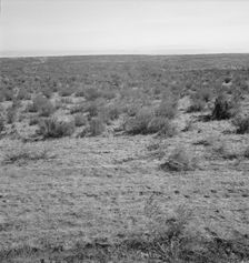 View from the Smith's place across the road, showing uncleared land, Dead Ox Flat, Oregon, 1939. Creator: Dorothea Lange