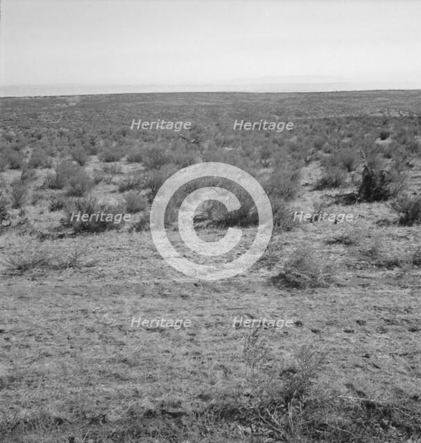 View from the Smith's place across the road, showing uncleared land, Dead Ox Flat, Oregon, 1939. Creator: Dorothea Lange.