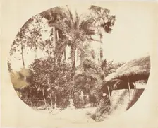 View in the Jungle, Bengal, 1850s. Creator: Captain R. B. Hill