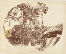 View in the Jungle, Bengal, 1850s. Creator: Captain R. B. Hill