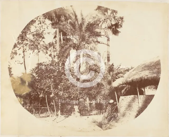 View in the Jungle, Bengal, 1850s. Creator: Captain R. B. Hill.