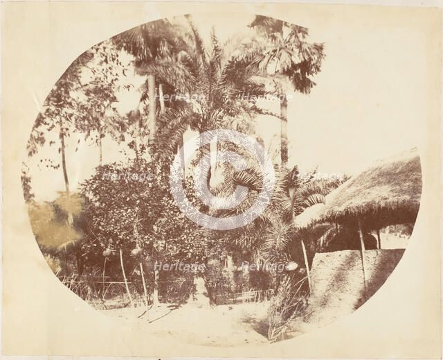 View in the Jungle, Bengal, 1850s. Creator: Captain R. B. Hill.