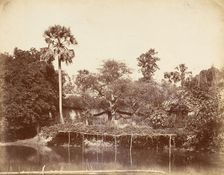 View in the Jungle, Bengal, 1850s. Creator: Captain R. B. Hill
