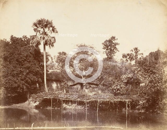 View in the Jungle, Bengal, 1850s. Creator: Captain R. B. Hill.