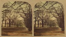 View in Greenwich Park, about 1860. Creator: London Stereoscopic & Photographic Co