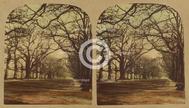 View in Greenwich Park, about 1860. Creator: London Stereoscopic & Photographic Co.