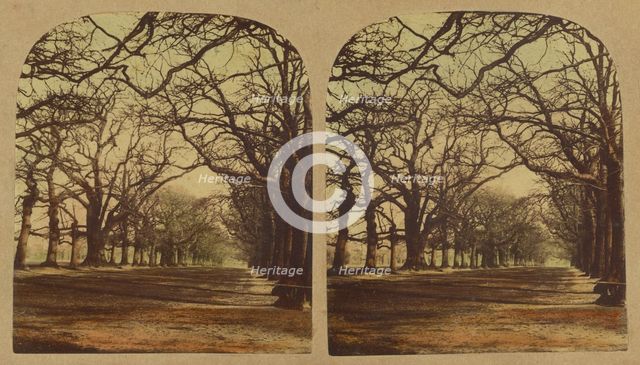View in Greenwich Park, about 1860. Creator: London Stereoscopic & Photographic Co.