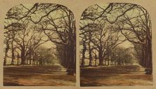 View in Greenwich Park, about 1860. Creator: London Stereoscopic & Photographic Co