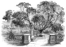View of the Garden, at Sir Robert Peel's, taken from the Dining-Room, 1850. Creator: Unknown