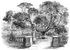 View of the Garden, at Sir Robert Peel's, taken from the Dining-Room, 1850. Creator: Unknown