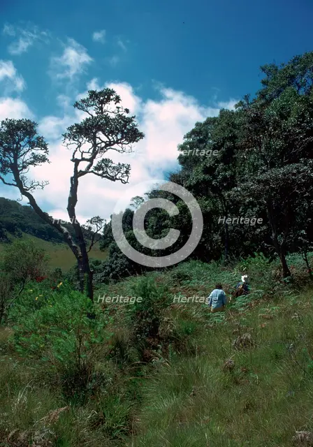 View of the Horton Plains nature reserve. Artist: CM Dixon Artist: Unknown