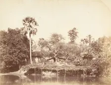 View of the Jungle, Bengal, 1850s. Creator: Captain R. B. Hill