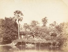 View of the Jungle, Bengal, 1850s. Creator: Captain R. B. Hill