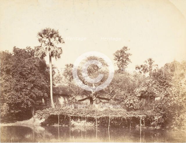 View of the Jungle, Bengal, 1850s. Creator: Captain R. B. Hill.