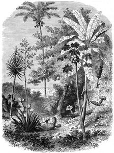 View of the Spanish Main, Guatemala 1877
