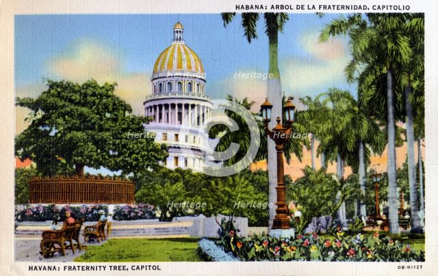 View of the park and Fraternity Tree in front of the Capitol building, Havana, Cuba, 1940. Artist: Unknown