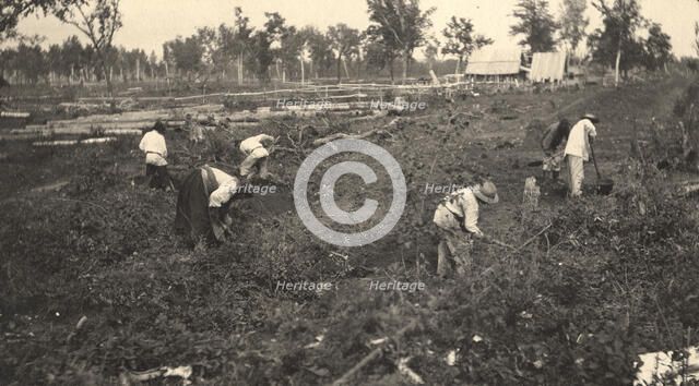 View of the road construction near the village of Practichi, 1909. Creator: Vladimir Ivanovich Fedorov.