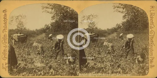 View of African American workers in a cotton field near Atlanta, c1890. Creator: HL Roberts & Co.