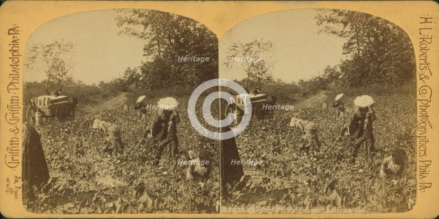 View of African American workers in a cotton field near Atlanta, c1890. Creator: HL Roberts & Co.