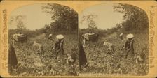 View of African American workers in a cotton field near Atlanta, c1890. Creator: HL Roberts & Co