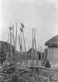 View of Ainu village with ceremonial poles, 1908. Creator: Arnold Genthe