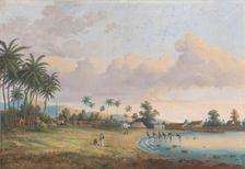 View of Carnation Java, 1838-1898. Creator: Charles William Meredith van de Velde