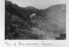 View of cocoa plantations, Grenada, 1897