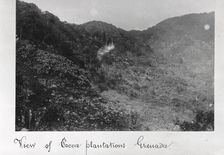 View of cocoa plantations, Grenada, 1897
