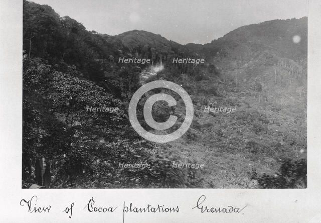 View of cocoa plantations, Grenada, 1897. Artist: Unknown