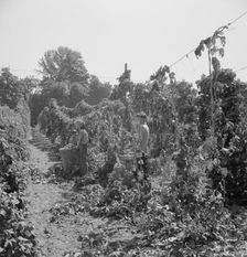 View of hop yard, pickers at work, near Independence, Polk County, Oregon, 1939. Creator: Dorothea Lange