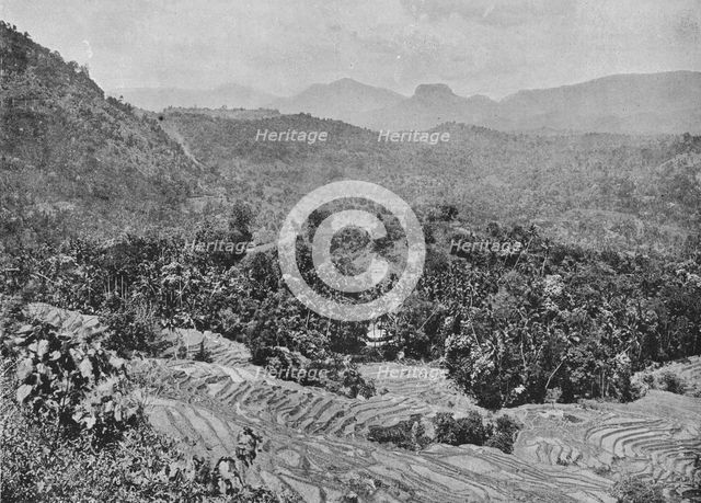 'View of Paddy Field from Kadugannawa Pass', c1890, (1910). Artist: Alfred William Amandus Plate.
