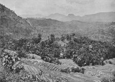 View of Paddy Field from Kadugannawa Pass c1890, (1910). Artist: Alfred William Amandus Plate