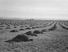 View of Sunset Valley, showing hay and clover..., Malheur County, Oregon, 1939. Creator: Dorothea Lange