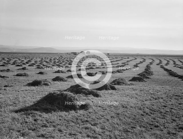 View of Sunset Valley, showing hay and clover..., Malheur County, Oregon, 1939. Creator: Dorothea Lange.