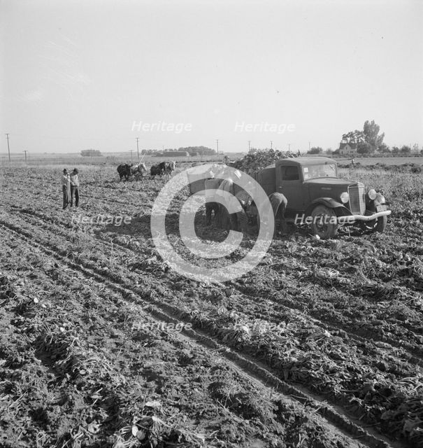 View of sugar beet field with crew loading truck for Nyssa factory, near Ontario, Oregon, 1939. Creator: Dorothea Lange.