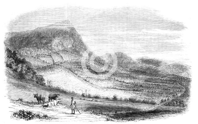 View on a Cocoa Plantation in the Island of Granada, 1857. Creator: Unknown.