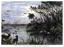 View on one of the Tributaries of the St John River, Florida 19th century