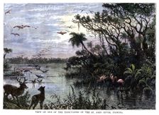 View on one of the Tributaries of the St John River, Florida 19th century
