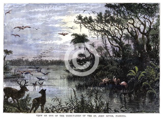'View on one of the Tributaries of the St John River, Florida', 19th century. Artist: Unknown