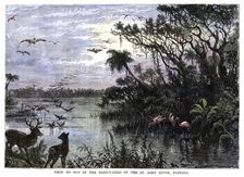 View on one of the Tributaries of the St John River, Florida 19th century