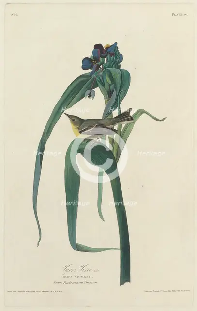 Vigors Vireo, 1828. Creator: Robert Havell.