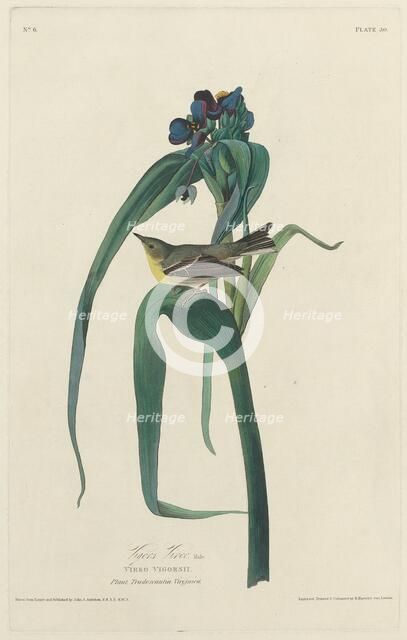 Vigors Vireo, 1828. Creator: Robert Havell.