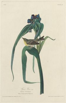 Vigors Vireo, 1828. Creator: Robert Havell