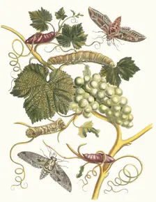 Vigne blanche d'Amerique. From the Book Metamorphosis insectorum Surinamensium, 1705. Creator: Merian, Maria Sibylla (1647-1717)