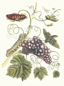Vigne d'Amerique. From the Book Metamorphosis insectorum Surinamensium, 1705. Creator: Merian, Maria Sibylla (1647-1717)