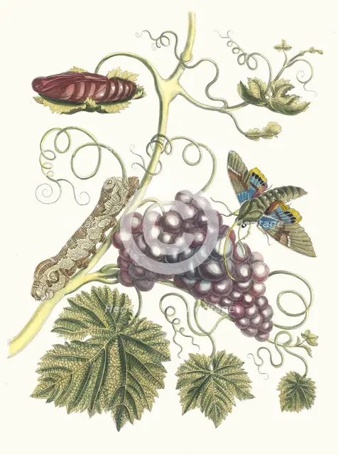 Vigne d'Amerique. From the Book Metamorphosis insectorum Surinamensium, 1705. Creator: Merian, Maria Sibylla (1647-1717).