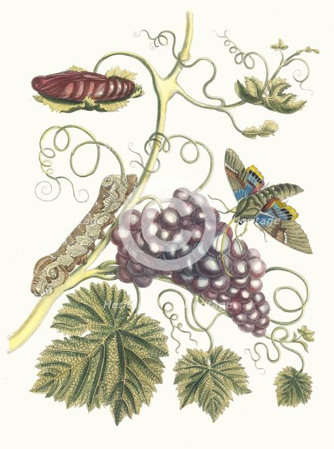 Vigne d'Amerique. From the Book Metamorphosis insectorum Surinamensium, 1705. Creator: Merian, Maria Sibylla (1647-1717).